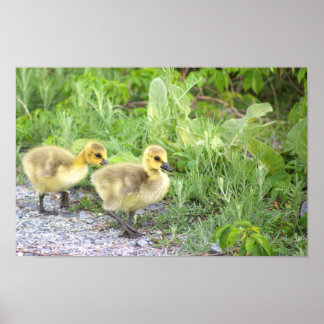 Goslings Photo Poster