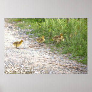 Goslings Photo Poster