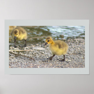 Goslings Photo Poster