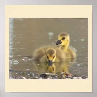 Goslings Photo Poster