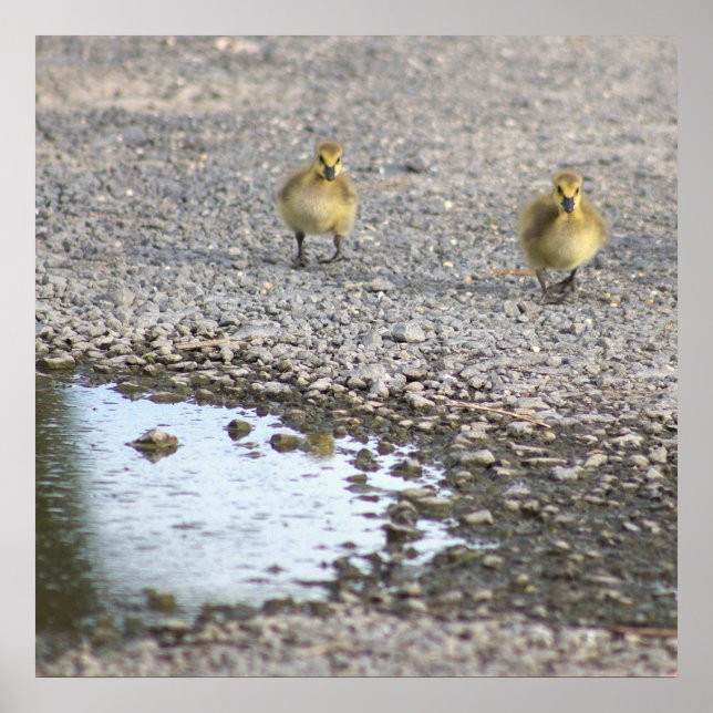 Goslings Photo Poster (Front)