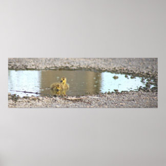 Goslings Photo Poster