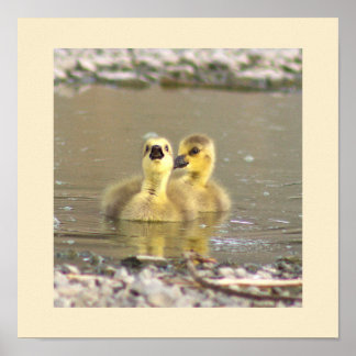 Goslings Photo Poster