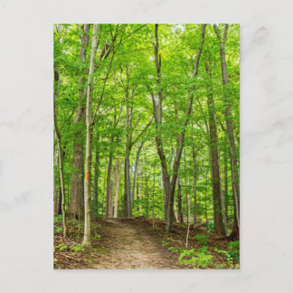 Gosnell Big Woods Webster, NY Postcard