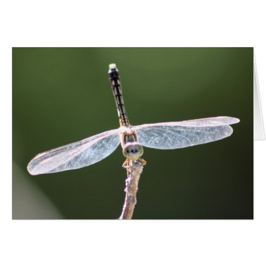 "Gossamer" Dragonfly Photography Cards (Front Horizontal)