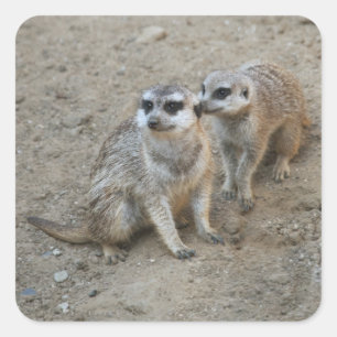 Gossip Sticker