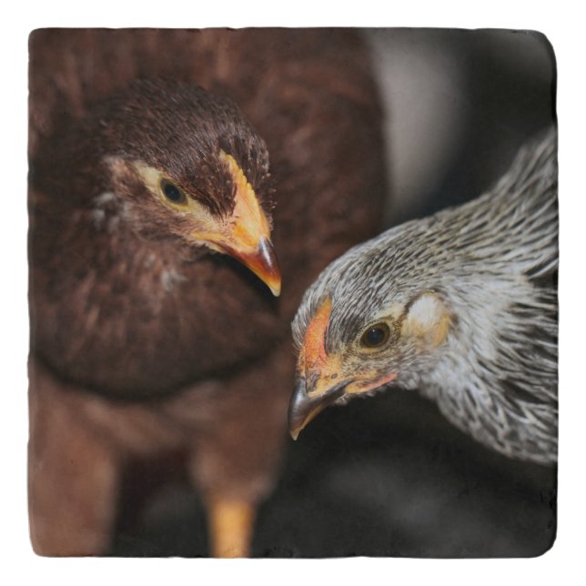 Gossip time trivet (Front)