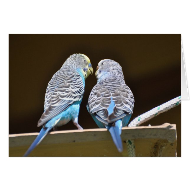 Gossiping Budgies Cards (Front Horizontal)