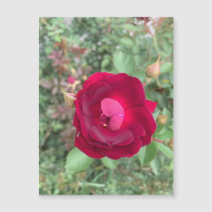 Gossiping Rose Magnet