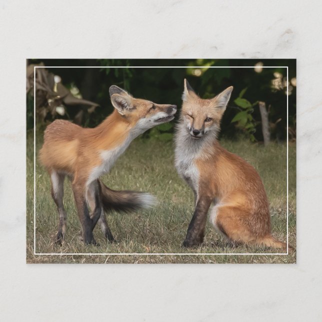 Got A Mint? Postcard (Front)