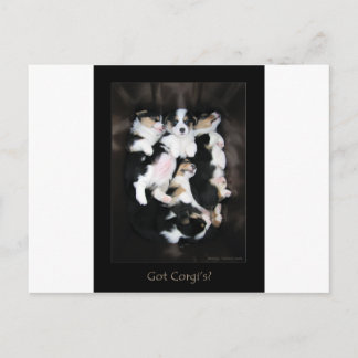Got Corgi's? Postcard