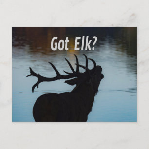 Got Elk? Funny Hunter Humor Postcard
