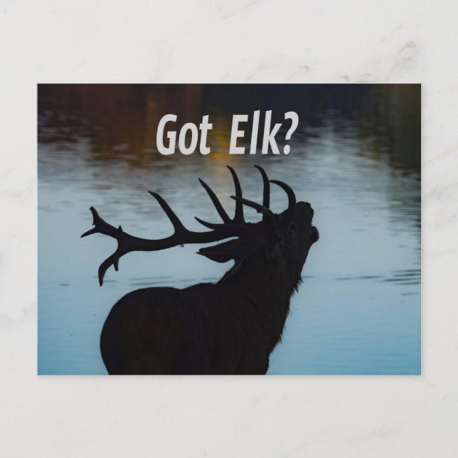 Got Elk?  Funny Hunter Humor Postcard (Front)