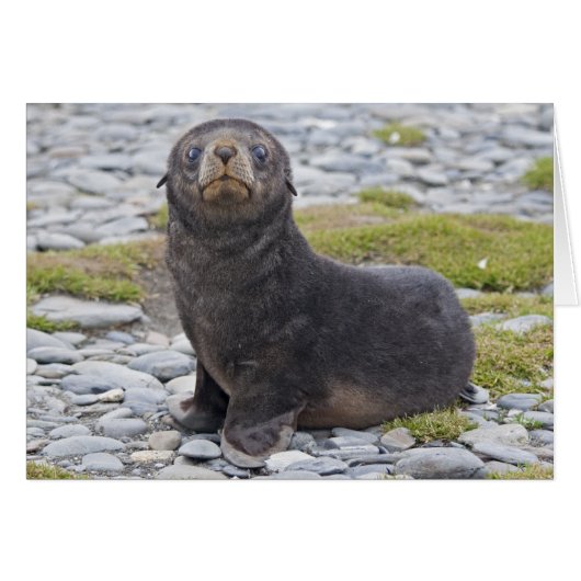 Got Fish? Card (Front Horizontal)