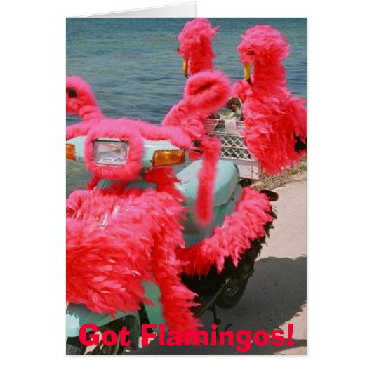 Got Flamingos!, Cards (Front)