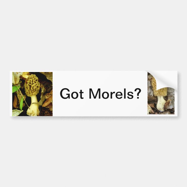 Got Morel Mushrooms Bumper Sticker (Front)