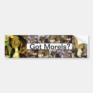 Got Morels? Mushrooms Bumper Sticker