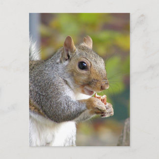 Got nuts? postcard