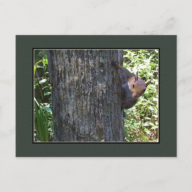 Got Nuts??? Postcard (Front)