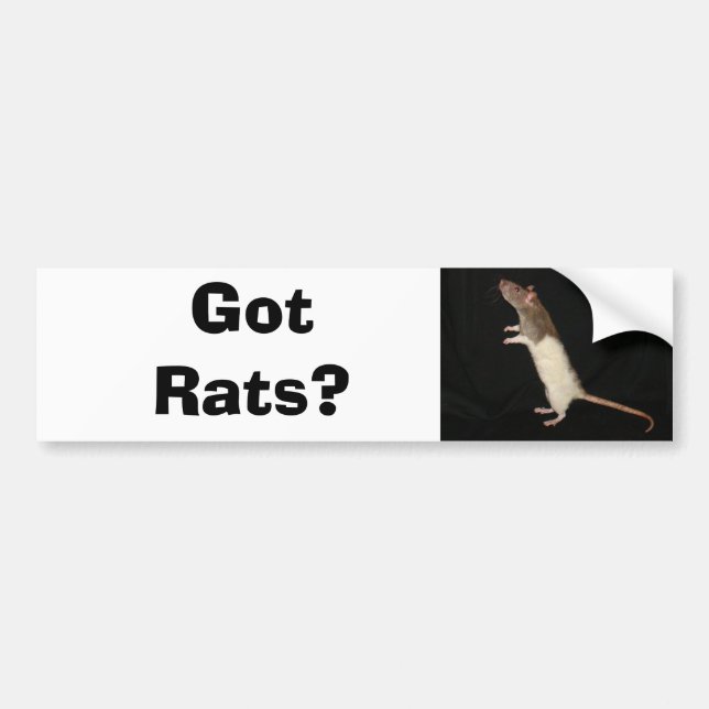 Got Rats?, Got Rats? Bumper Sticker (Front)