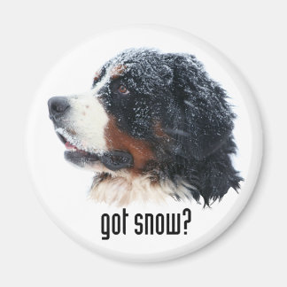 got snow? Bernese Magnet