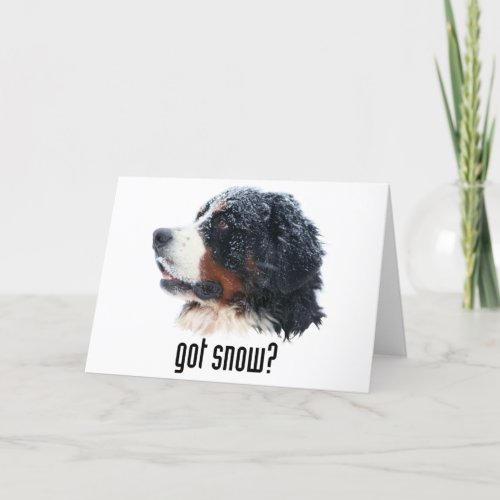 got snow Bernese Mountain Dog Card