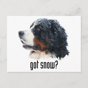 got snow? Bernese Mountain Dog Postcard