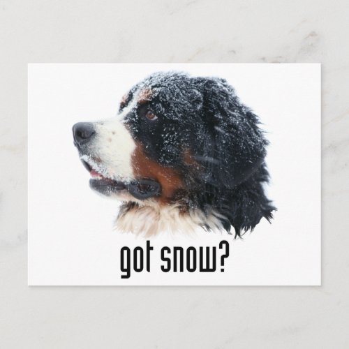 got snow Bernese Mountain Dog Postcard