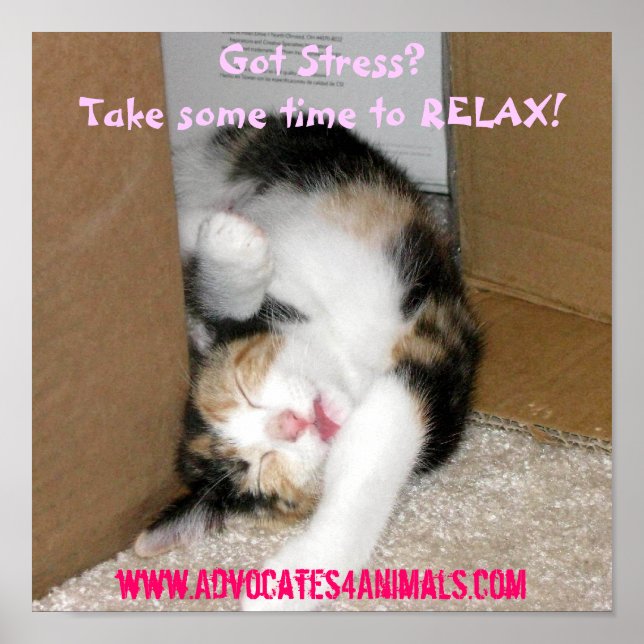 Got Stress? CUTE KITTEN POSTER (Front)