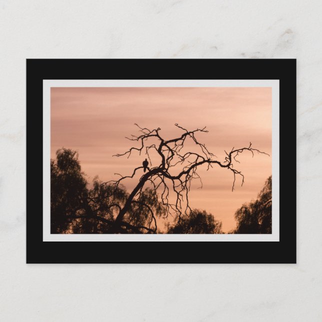 Gothic Bird Dramatic Sunset Tree Postcard (Front)