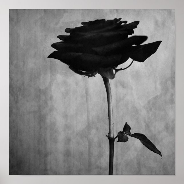 Gothic Black Rose Poster (Front)