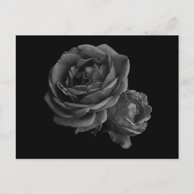 Gothic Black Roses Postcard (Front)