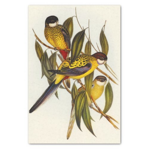 Gould Australian Parakeet Illustration Decoupage Tissue Paper