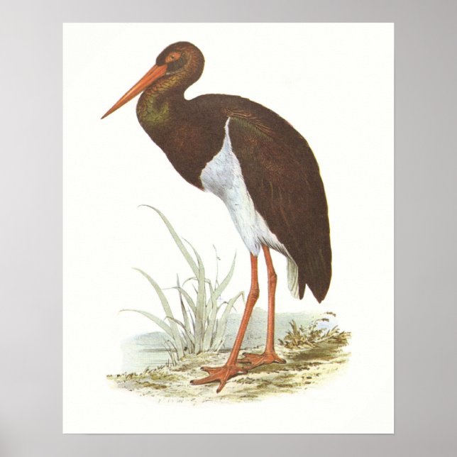 Gould - Black Stork - Cliconia nigra Poster (Front)
