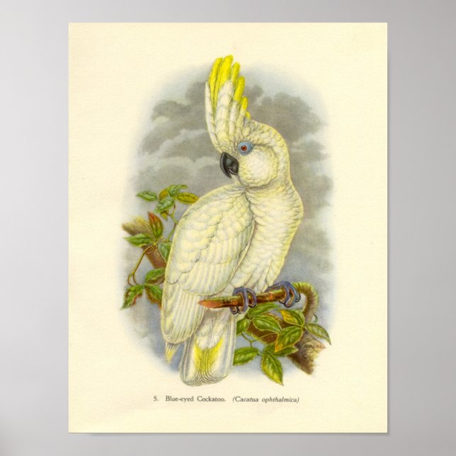 Gould - Blue-Eyed Cockatoo Portfolio Poster (Front)
