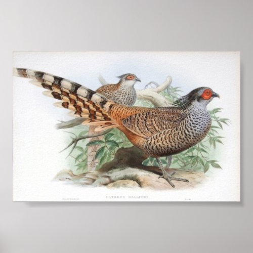 Gould _ Cheer Pheasant Portfolio Poster