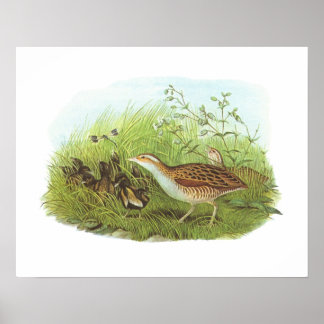 Gould - Corncrake - Crex crex Poster