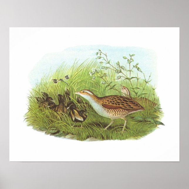 Gould - Corncrake - Crex crex Poster (Front)