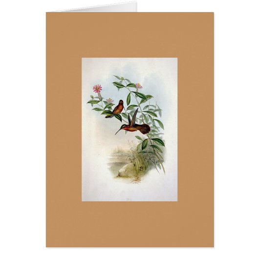 Gould - Dohrn's Hermit Hummingbird Cards (Front)