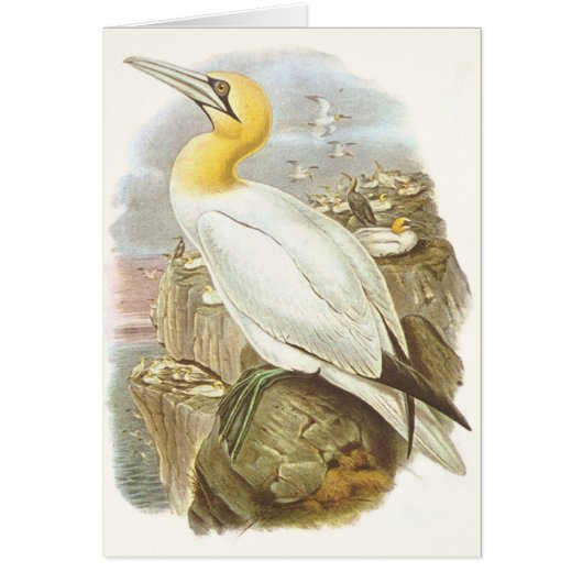 Gould - Gannet - Sula bassana (Front)