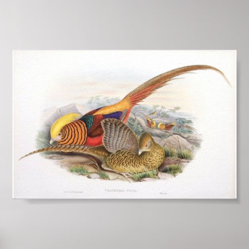 Gould _ Golden Pheasant Portfolio Poster