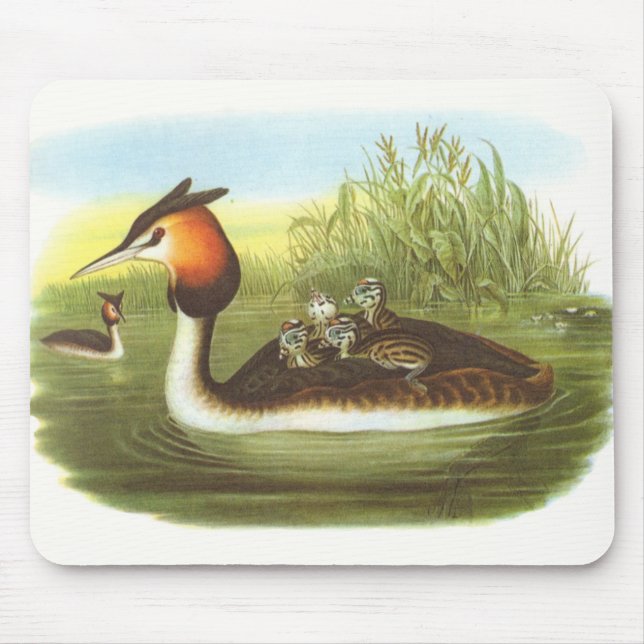 Gould - Great Crested Grebe - Podiceps cristatus Mouse Pad (Front)
