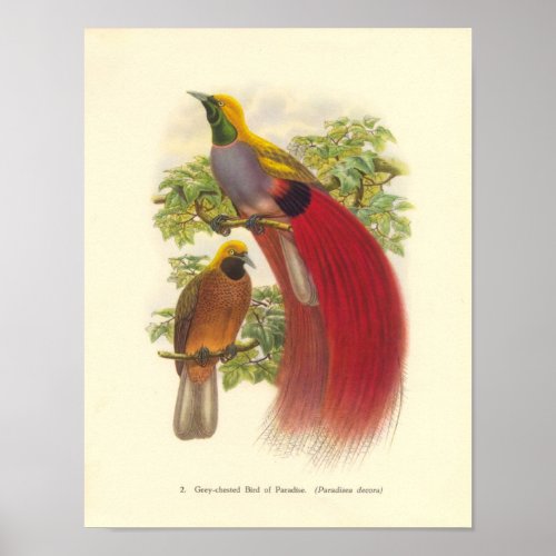 Gould _ Grey_Chested Bird Of Paradise Portfolio Poster