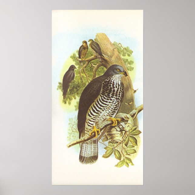 Gould - Honey Buzzard - Pernis apivorus Poster (Front)