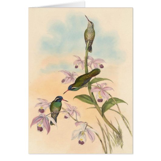 Gould Hummingbirds and Orchids Cards (Front)