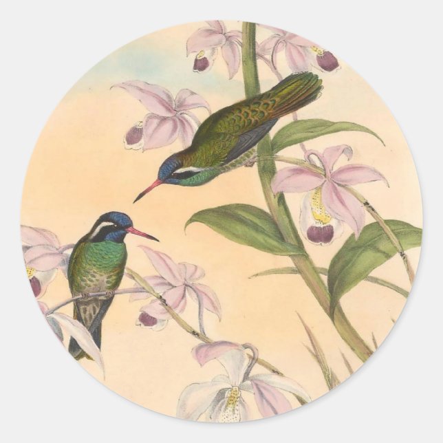Gould Hummingbirds and Orchids Classic Round Sticker (Front)