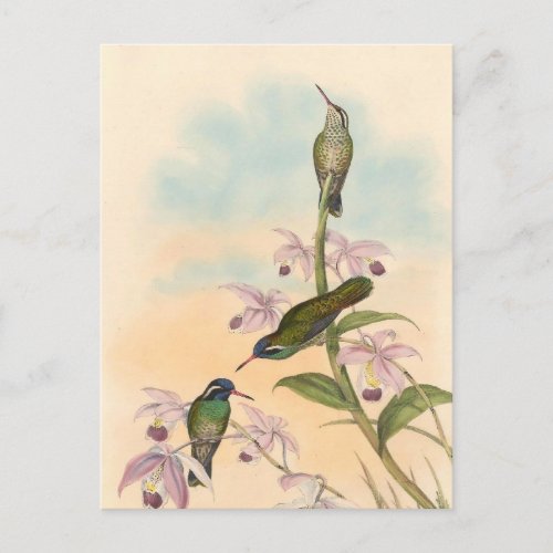 Gould Hummingbirds and Orchids Postcard
