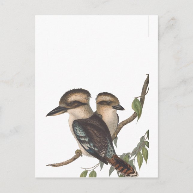 Gould Kookaburra Australiana Announcement Postcard (Front)