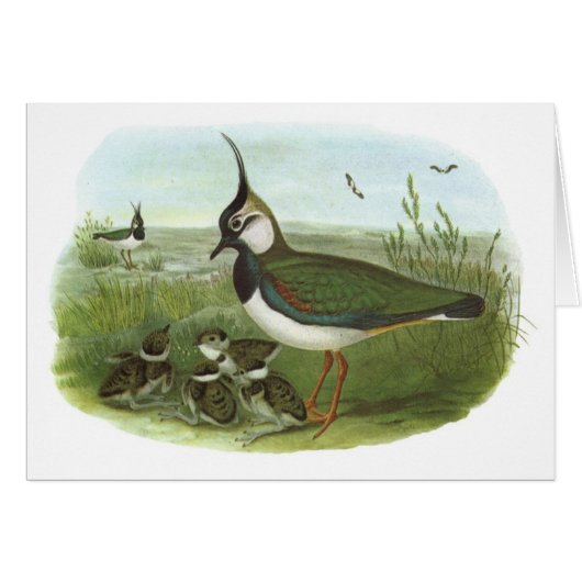 Gould - Lapwing - Vanellus vanellus Cards (Front Horizontal)