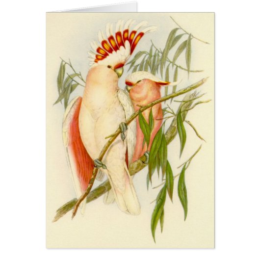 Gould - Leadbetter's Cockatoo (Front)